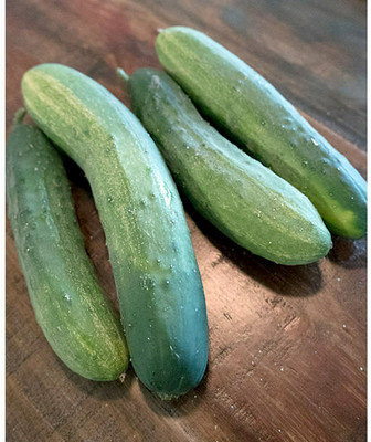 WHYGI F1 Hybrid Cucumber Seeds-CuC_1508 Seed(300 per packet)