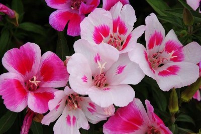 VibeX Godetia Mixed Color Seeds(60 Seeds) Seed(60 per packet)