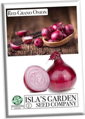 WILLVINE GOI -VII Red Grano Onion Seeds for Planting [1g] Seed(750 per packet)