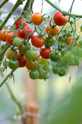 Sant Seeds LLP tomato Seed(130 per packet)
