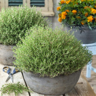 Qualtivate PUAS-8A Herbs Thyme Common Heirloom Seed(50 per packet)