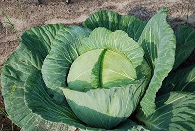 CYBEXIS F1 Hybrid Cabbage, Heirloom, Excellent Keeper2000 Seeds Seed(2000 per packet)