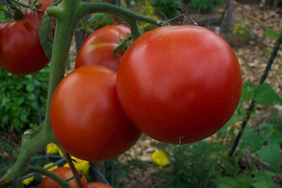 Reelam Natural tomato Seed(100 per packet)