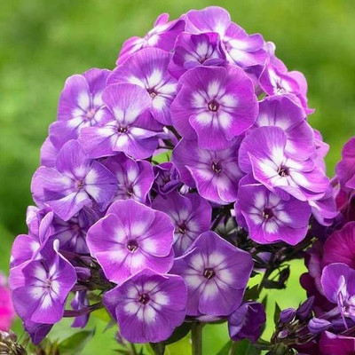 CEZIUS Phlox Paniculata 'Laura' Seed(50 per packet)