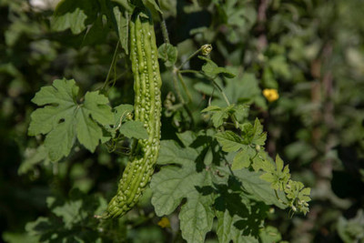 Kodali Hybrid F1 Bitter Gourd Seed Pack Of 19 Seed(19 per packet)