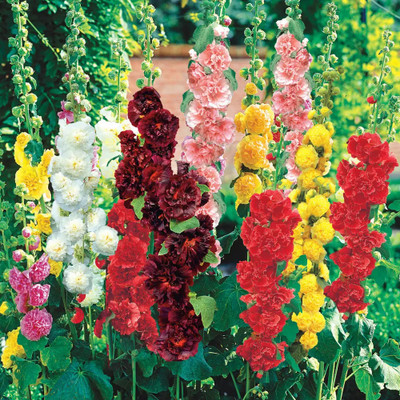 DEYS AGRO ™ hollyhock flower seed,MIX double flower seeds for all seasons Seed(34 per packet)