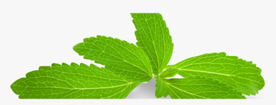 XOLDA Organic stevia herb Seed(31 per packet)