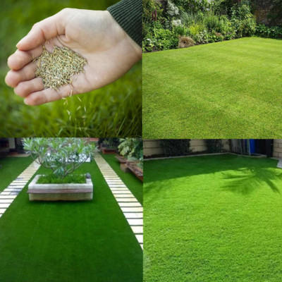 Greenfall Bermuda Grass Seed Mix for Lawns - 5500 + Seeds Pack Seed(5500 per packet)