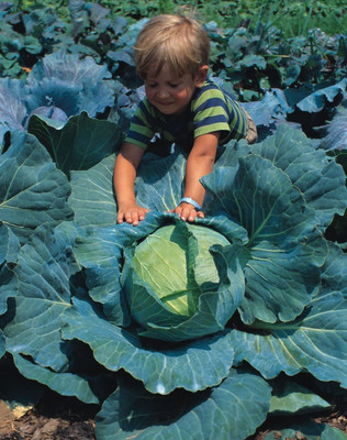 CYBEXIS Heirloom Giant Cabbage Seeds 800 Seeds Seed(800 per packet)