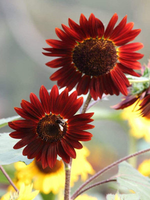CYBEXIS VXI-53 - Sunflower (Helianthus annuus) - (150 Seeds) Seed(150 per packet)