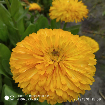 LPR FLOWER MIX Seed(40 per packet)