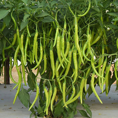 SeeGreen CW44 CHILLI MIRCHI HYBRID-185 Seed(185 per packet)
