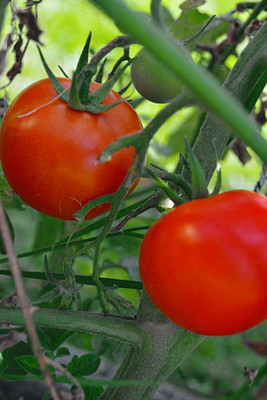 seedex tomato Seed(110 per packet)