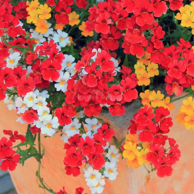 ACCELCROP Nemesia Double Mixed Hybrid Imported Flower Seed(10 per packet)