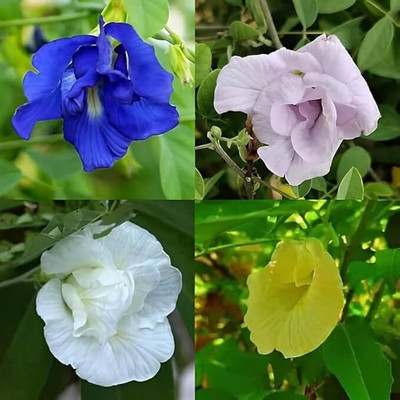 GREENSEA Butterfly Pea/Aparajita Seeds for Home Garden | Easy Growing Seed(23 per packet)