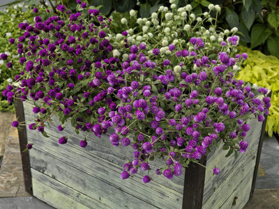 Aywal Gomphrena White / Globe amaranth / Gomphrena globosa White Flower Seed(60 per packet)