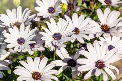 KANAYA Osteospermum F1 Hybrid Flower Seed(13 per packet)