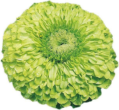CYBEXIS LX-98 - Tequila Lime Zinnia - (30 Seeds) Seed(30 per packet)
