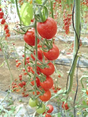 Qualtivate ICRA6-A Cherry Tomato Red Seed(300 per packet)
