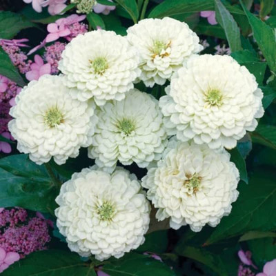 LPR ZINNIA, ZENNIA Seed(35 per packet)