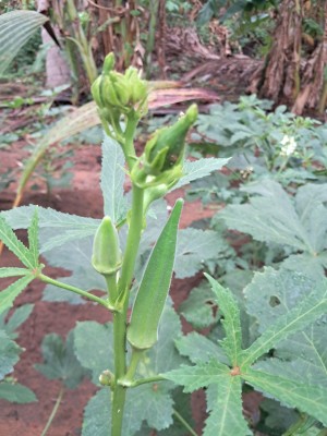 ASPEN Okra | Vendakai Seed(40 per packet)