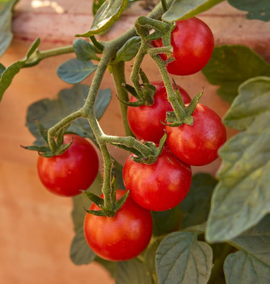 Biosnyg Hybrid Sweetheart Red Cherry Tomato Vegetable Seeds For Gardening - (4000 Seeds) Seed(4000 per packet)
