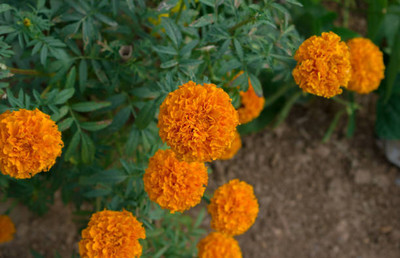 ADVAIT ABEER marigold,gende ka phool seeds Seed(21 per packet)
