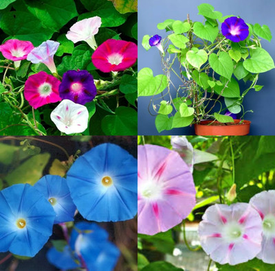 ibains Heavenly blue morning glory seeds no of seeds 19 Seed(19 per packet)