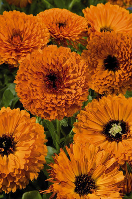 Lippy Calendula Touch of Red Orange Flower Seed(70 per packet)
