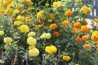 ME Traders marigold/gende ka phool flower seeds Seed(50 per packet)