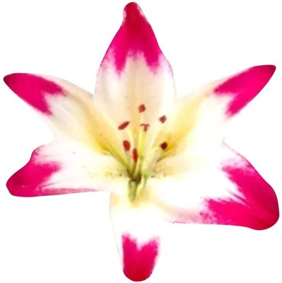 FUTABA Lily Flower Seeds-Pink and Lemon Seed(100 per packet)