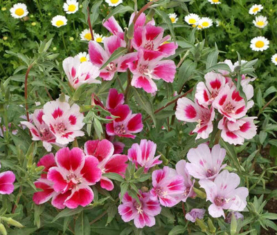 Lorvox Clarkia Elegance Double mixed flower Seed(35 per packet)