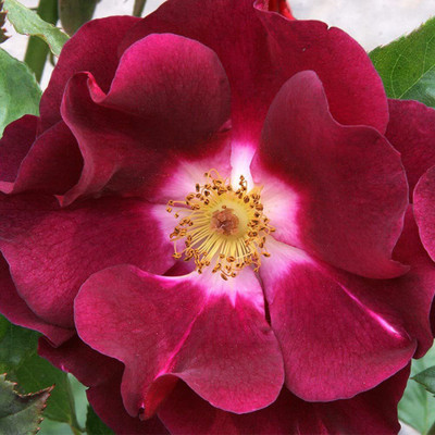 CYBEXIS XLR-91 - Night Owl™ Climbing Rose - (100 Seeds) Seed(100 per packet)