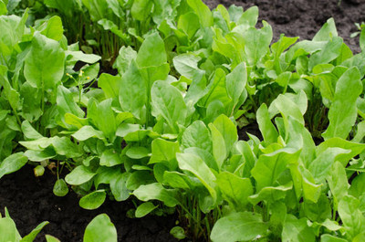 AFARTIOBINA 77 PCS SPINACH SEEDS-A02 Seed(77 per packet)