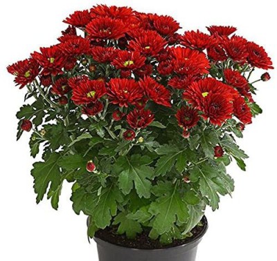 CYBEXIS Shevanti, Chrysanthemum (Red) Seeds Seed(25 per packet)