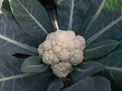 SRK Shree Radha Krishna white cauliflower,gobhee seeds Seed(30 per packet)
