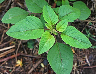 Aywal Amaranthus Leaf Cholai Green Saag Seed(340 per packet)