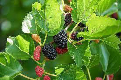 Oliver mulberry(shahatoot) fruit seeds Seed(49 per packet)