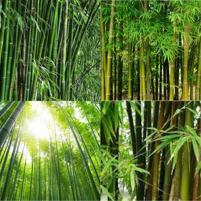 ibains Bamboo tree seeds for farming bij 70 Seed(70 per packet)