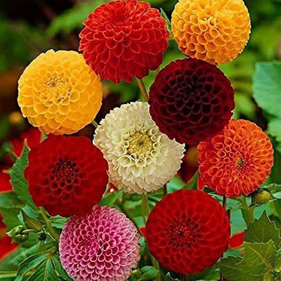 CYBEXIS VXI-2 - Dahlia Ball Pompon Mix Annual Flowers for Planting - (60 Seeds) Seed(60 per packet)