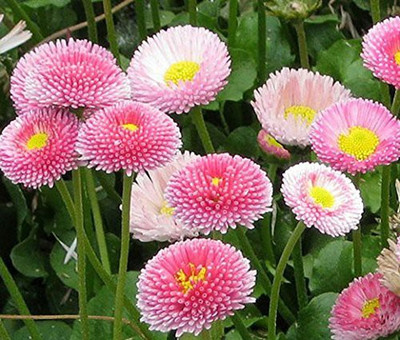 CYBEXIS English Daisy Mixed Colour Flower Seeds Good Germinetion Seed(50 per packet)