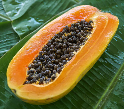KNESSiN Hybrid Carica Papaya - Dwarf Variety[100 Seeds] Seed(100 per packet)