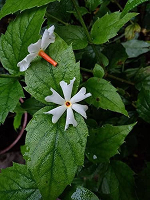 BDSresolve Harsingar flower seed/Night jasmine seeds 19 Seed(19 per packet)