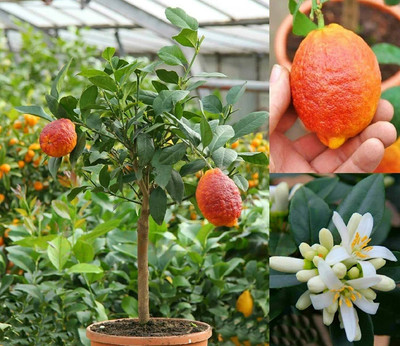 Aywal Red Lemon / Nimbu Hybrid Seed(22 per packet)