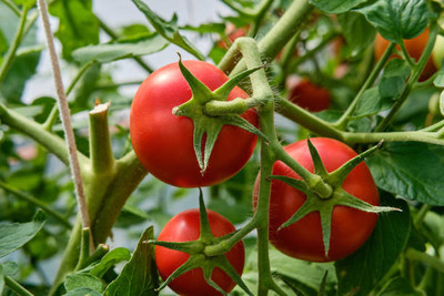 Udanta tomato Seed(120 per packet)