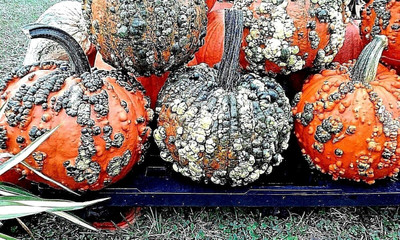 Qualtivate ICRA-4A Warty Goblin Pumpkin Seeds Seed(50 per packet)