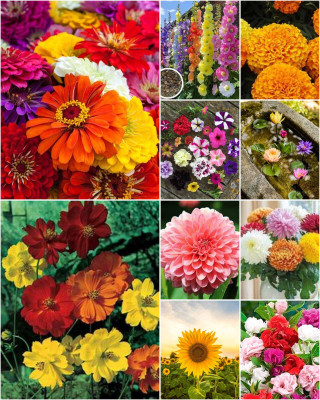 SEMINA VITA ™ 10 variety flower seeds combo pack Seed Seed(112 per packet)
