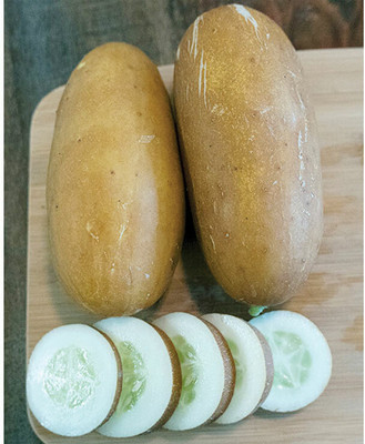 Avysa Brown Russian Cucumber Seeds-CuC_1505 Seed(300 per packet)