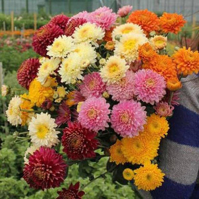 Aywal Cineraria Flower Seed(70 per packet)