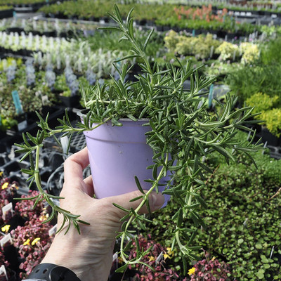 CYBEXIS VVI-72 - Rosemary to Plant - (2250 Seeds) Seed(2250 per packet)